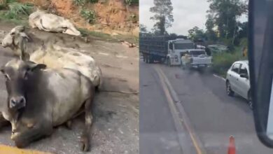 Photo of Carreta com bois tomba na PA-256, em Paragominas