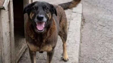 Photo of Polícia Civil solicita apreensão de passaporte de adolescente investigado pela morte do cão Orelha em Florianópolis