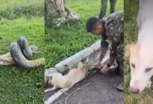 Photo of Cachorro é resgatado de sucuri de três metros por militares do Exército
