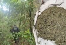 Photo of PM localiza plantação com 30 mil pés de maconha no Pará