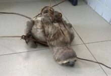Photo of Bicho-preguiça é resgatado antes de ser abatido na zona rural de Muaná