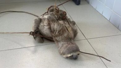 Photo of Bicho-preguiça é resgatado antes de ser abatido na zona rural de Muaná