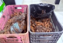 Photo of Prefeitura prende dois suspeitos e apreende 46 quilos de cobre em Belém