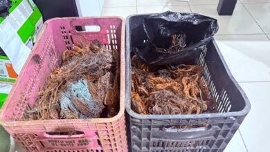 Photo of Prefeitura prende dois suspeitos e apreende 46 quilos de cobre em Belém