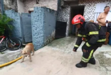 Photo of Cachorro é resgatado com patas queimadas após incêndio na Pedreira, em Belém