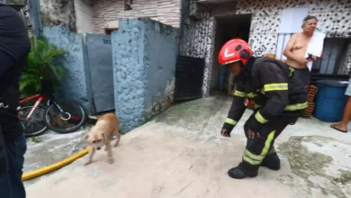 Photo of Cachorro é resgatado com patas queimadas após incêndio na Pedreira, em Belém