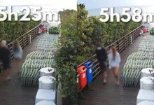 Photo of Polícia conclui investigação do caso dos cães Orelha e Caramelo e encaminha ao MP de SC