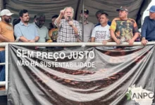 Photo of Preço do cacau despenca até 75% e produtores do Pará e da Bahia pedem restrição às importações