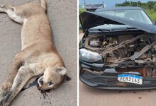 Photo of Onça-parda é atropelada na BR-158, próximo a frigorífico no sul do Pará