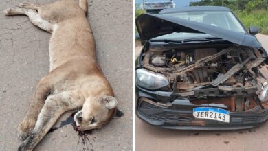 Photo of Onça-parda é atropelada na BR-158, próximo a frigorífico no sul do Pará