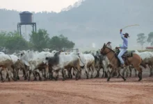 Photo of Com agro em destaque, PIB do Pará cresce 7,85% no 3º trimestre de 2025 e supera média nacional