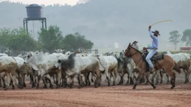 Photo of Com agro em destaque, PIB do Pará cresce 7,85% no 3º trimestre de 2025 e supera média nacional