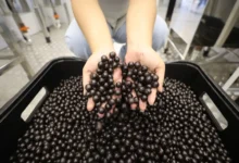 Photo of Pará detém 93,8% do valor da produção nacional de açaí