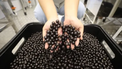 Photo of Pará detém 93,8% do valor da produção nacional de açaí