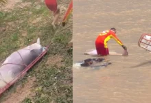 Photo of Boto-cor-de-rosa é encontrado morto na praia do Farol, em Mosqueiro