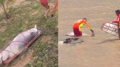 Photo of Boto-cor-de-rosa é encontrado morto na praia do Farol, em Mosqueiro