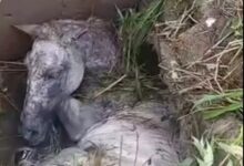 Photo of Cavalo cai em bueiro aberto e caso gera críticas à falta de estrutura em Ananindeua