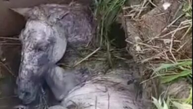 Photo of Cavalo cai em bueiro aberto e caso gera críticas à falta de estrutura em Ananindeua