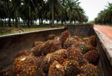 Photo of Grupo colombiano compra operações da Agropalma no Pará