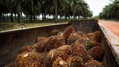 Photo of Grupo colombiano compra operações da Agropalma no Pará