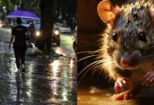 Photo of Leptospirose no Pará: Sespa alerta para risco da doença durante o inverno amazônico