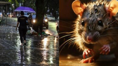 Photo of Leptospirose no Pará: Sespa alerta para risco da doença durante o inverno amazônico