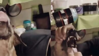Photo of Adolescentes forçam cachorro a beber álcool em Capanema