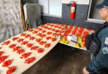 Photo of Operação policial apreende 930 papelotes de drogas em área de mata no distrito de Icoaraci, em Belém