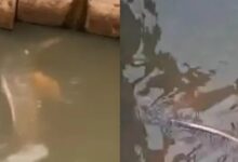 Photo of Boto é visto em canal no bairro do Marco e mobiliza resgate em Belém