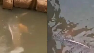 Photo of Boto é visto em canal no bairro do Marco e mobiliza resgate em Belém