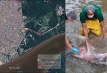 Photo of Entenda o caminho percorrido por boto até canal no Marco, em Belém