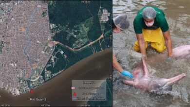 Photo of Entenda o caminho percorrido por boto até canal no Marco, em Belém