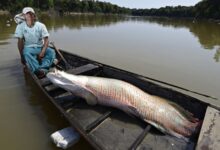 Photo of Ibama autoriza captura e abate de pirarucu fora da Amazônia para conter espécie invasora