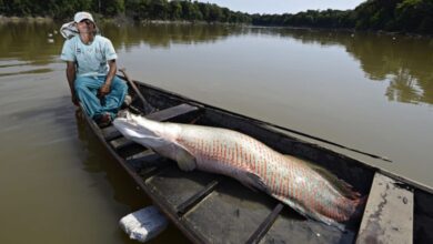 Photo of Ibama autoriza captura e abate de pirarucu fora da Amazônia para conter espécie invasora