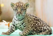 Photo of Bioparque de Parauapebas abre votação para escolher nome de filhote de onça-pintada