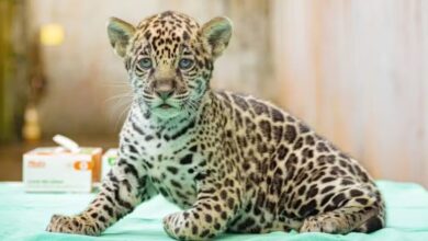 Photo of Bioparque de Parauapebas abre votação para escolher nome de filhote de onça-pintada