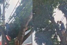 Photo of Homem é retirado de árvore próximo a rede elétrica após acionamento da GMB