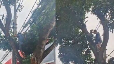 Photo of Homem é retirado de árvore próximo a rede elétrica após acionamento da GMB