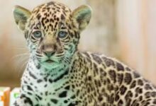 Photo of Filhote de onça-pintada recebe nome “Xingu” em votação no Pará