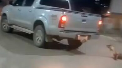 Photo of Cachorro é arrastado pelas ruas de Redenção por caminhonete