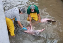 Photo of Boto encontrado em canal de Belém é fêmea e está grávida