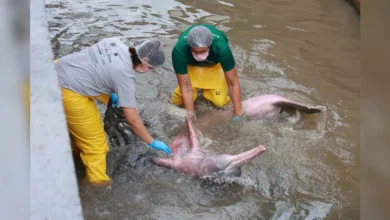 Photo of Boto encontrado em canal de Belém é fêmea e está grávida