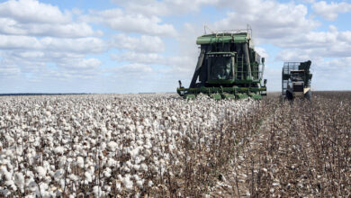 Photo of CTNBio libera cultivo de algodão transgênico no Pará após estudos da Embrapa