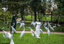 Photo of Sespa apura suposta morte por infecção ligada a fezes de garças em Belém