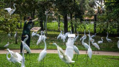 Photo of Sespa apura suposta morte por infecção ligada a fezes de garças em Belém