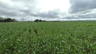 Photo of Soja rastreada no Pará cresce mais de seis vezes desde 2017, aponta Imaflora