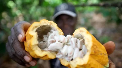 Photo of PCT Guamá impulsiona qualidade do cacau no Pará com tecnologia e pesquisa