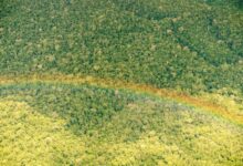Photo of Pará registra queda de 51% nos alertas de desmatamento em março, aponta INPE