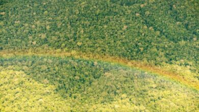 Photo of Pará registra queda de 51% nos alertas de desmatamento em março, aponta INPE