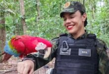 Photo of Autoridades orientam população sobre como agir ao encontrar animais silvestres em áreas urbanas